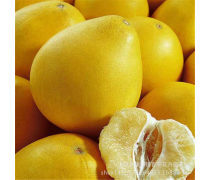 沙田柚苗產(chǎn)品庫與柚子批發(fā) 優(yōu)質(zhì)果苗與果品的一站式采購平臺