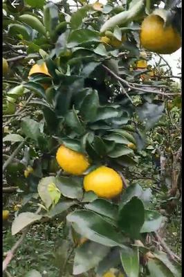 福建南平建陽區(qū)桔柚批發(fā)價格與市場前景