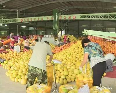 柚子批發(fā)熱銷背后的物流保障探秘