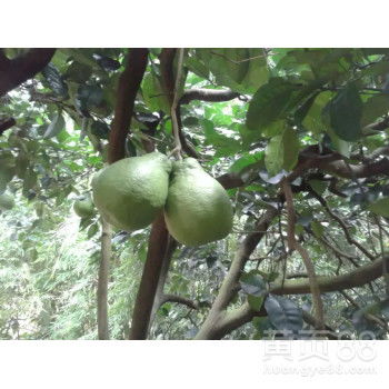 自家果園直供，白心蜜柚批發，甜潤多汁，品質保證